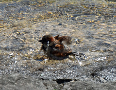 Sparrow taking a bath and having fun...
