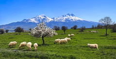 Spring meadow in the Turkish Highlands