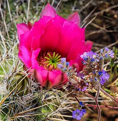 Hedgehog Cactus and Scorpion Weed Blooms