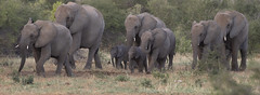 Two by Two !Elephants in Etosha ,Namibia