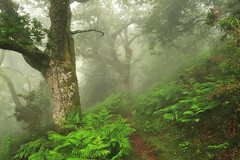 Oak trees, ferns and fog