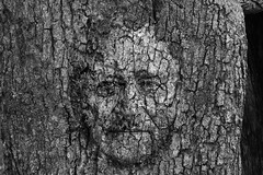 The Tree With The Face