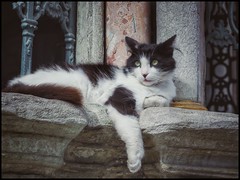 Un chat à Istanbul