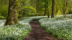 Wild Garlic Woodland Path
