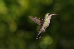 female broad-billed hummingbird