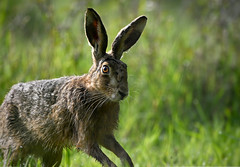 Hare close encounter