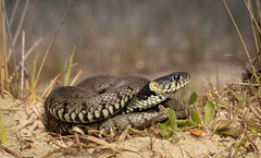 Basking Grass Snake