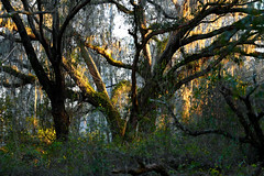 Twilight and Oak Trees_1406
