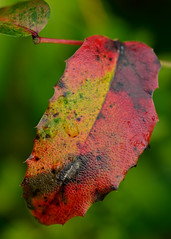 Old leaf
