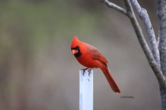 Cardinal mâle !