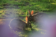 Happy desert cottontail rabbits are eating grass in my yard