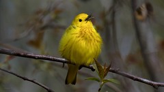 Paruline jaune -  Yellow Warbler