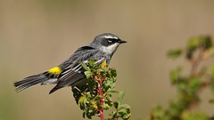 Warbler Wednesday-FOY-Yellow-rumped Warbler
