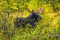 Algonquin Park - Bullmoose in the woods