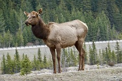 Elk in Field, BC