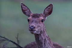 Biche, femelle du cerf élaphe (Cervus elaphus) - Doe, red deer female