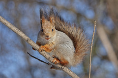 Среднерусская белка, Sciurus vulgaris ognevi, Red Squirrel