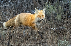 Red Fox - The wink means mischief