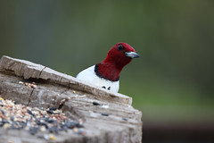 Red-Headed Woodpecker No 4...Hello