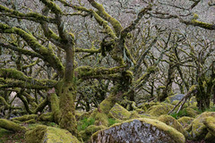 Wistmans Wood Dartmoor_DSC0853-Enhanced-NR