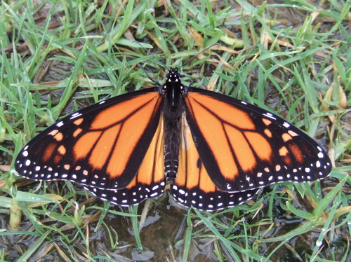 monarch butterfly front wing
