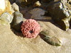 Pink sea urchin