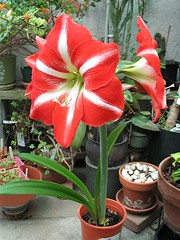 Amaryllis Bloom
