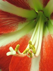 Amaryllis Bloom Closeup