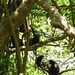 12 Langur Monkeys