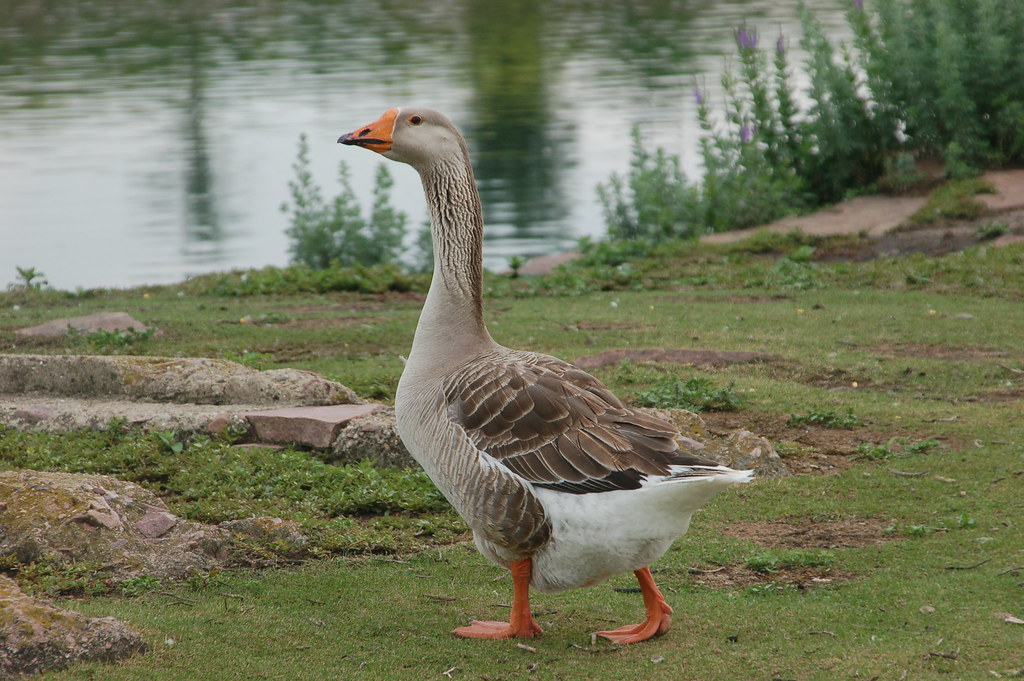 regal goose