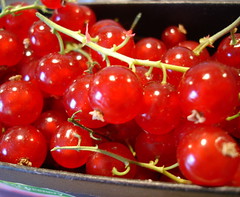 fresh red currants