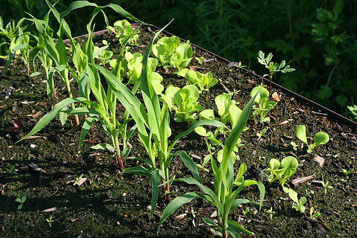 Deck Garden (7-1-06) - 7 - lettuces and starter corns