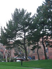 Pine Tree Near Work