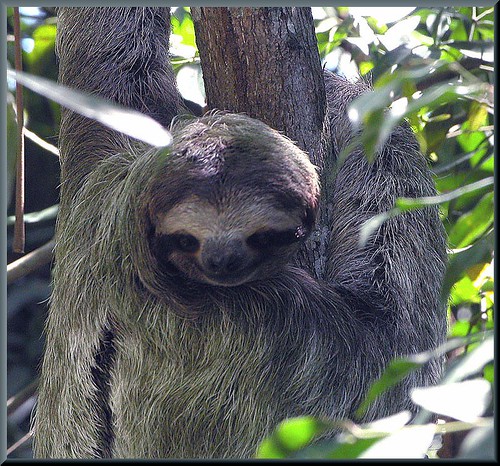 sloth face
