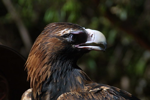Wedge-Tailed Eagle at Territory Wildlife Park