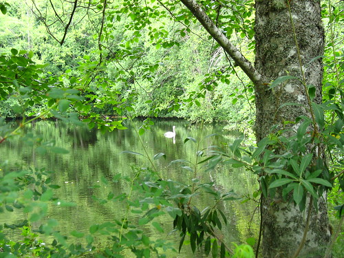 pond 7 swan