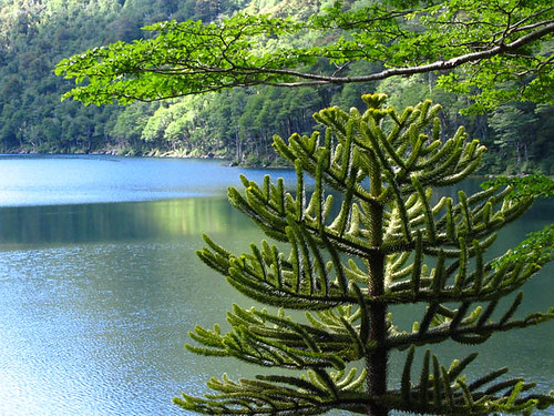  uno de los parques nacionales más hermosos de Chile: el Huerquehue.