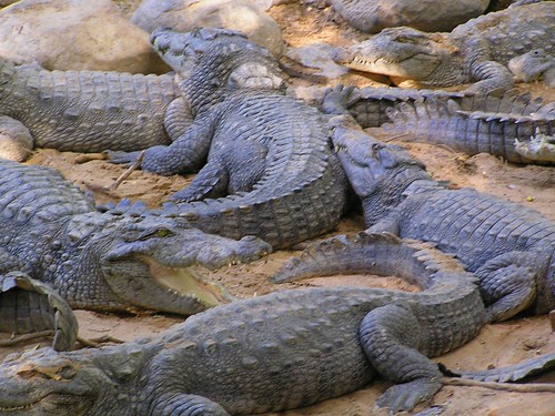How Do Alligators Have Sex 32