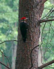 woodpecker10001
