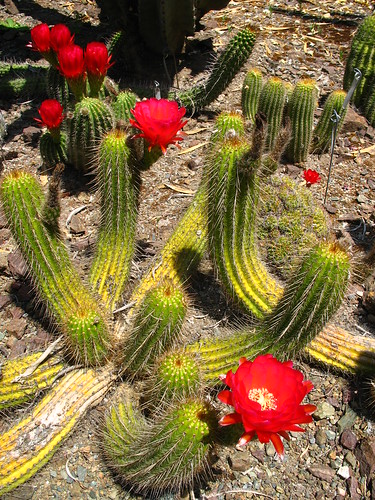 red flowering cactus