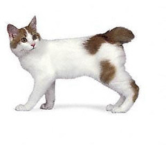 De Japanse Bobtail, een elegante kat!