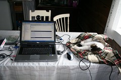 Möllis sleeping by the laptop