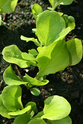 Deck Garden (7-1-06) - 9 - buttercruch lettuce babies