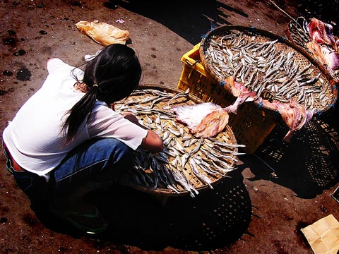 Drying fish at Psar Chas, Phnom Penh, Cambodia