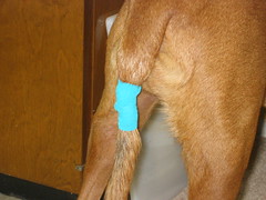 New bandage on tail