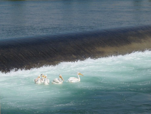 Pelicans at the Weir