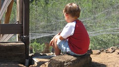 boy watching the chickens watching the boy