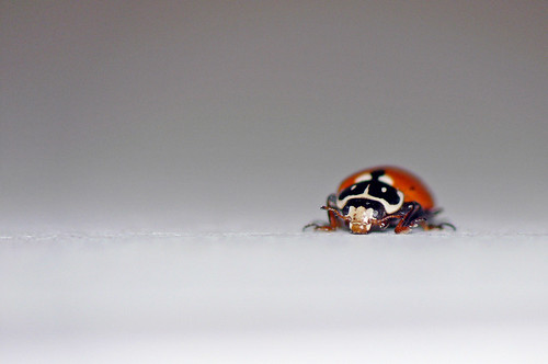 Baby Ladybird macro