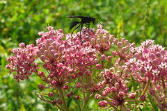 Black wasp on pink flowers