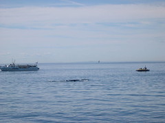 BaleineI1.jpg